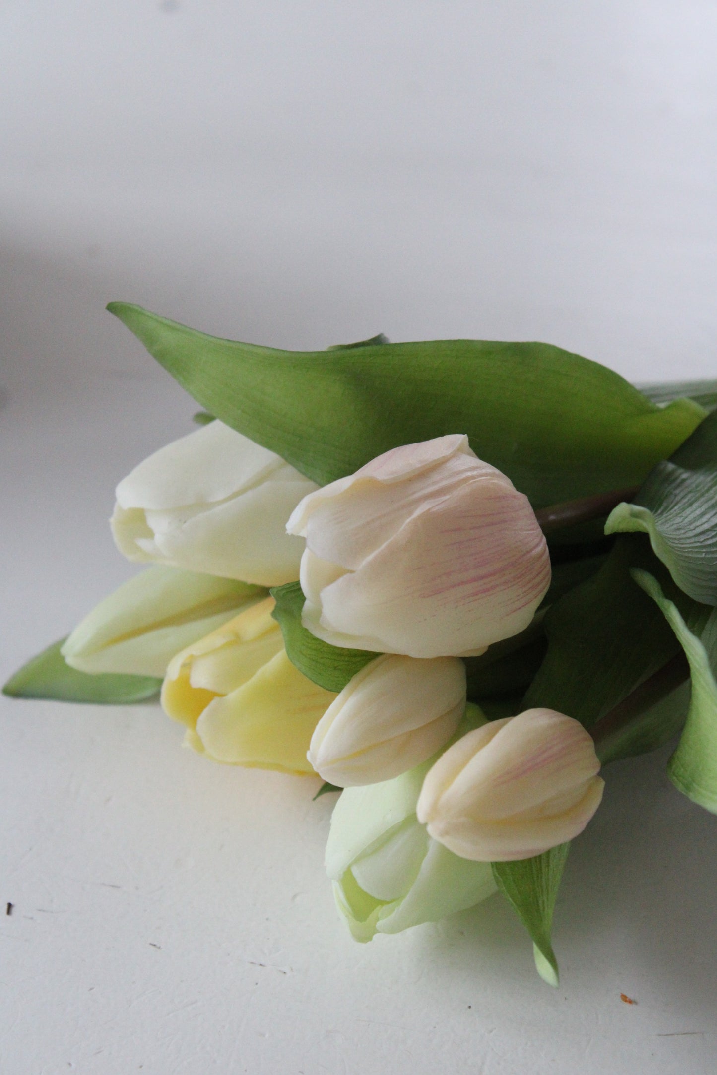 Tulpen