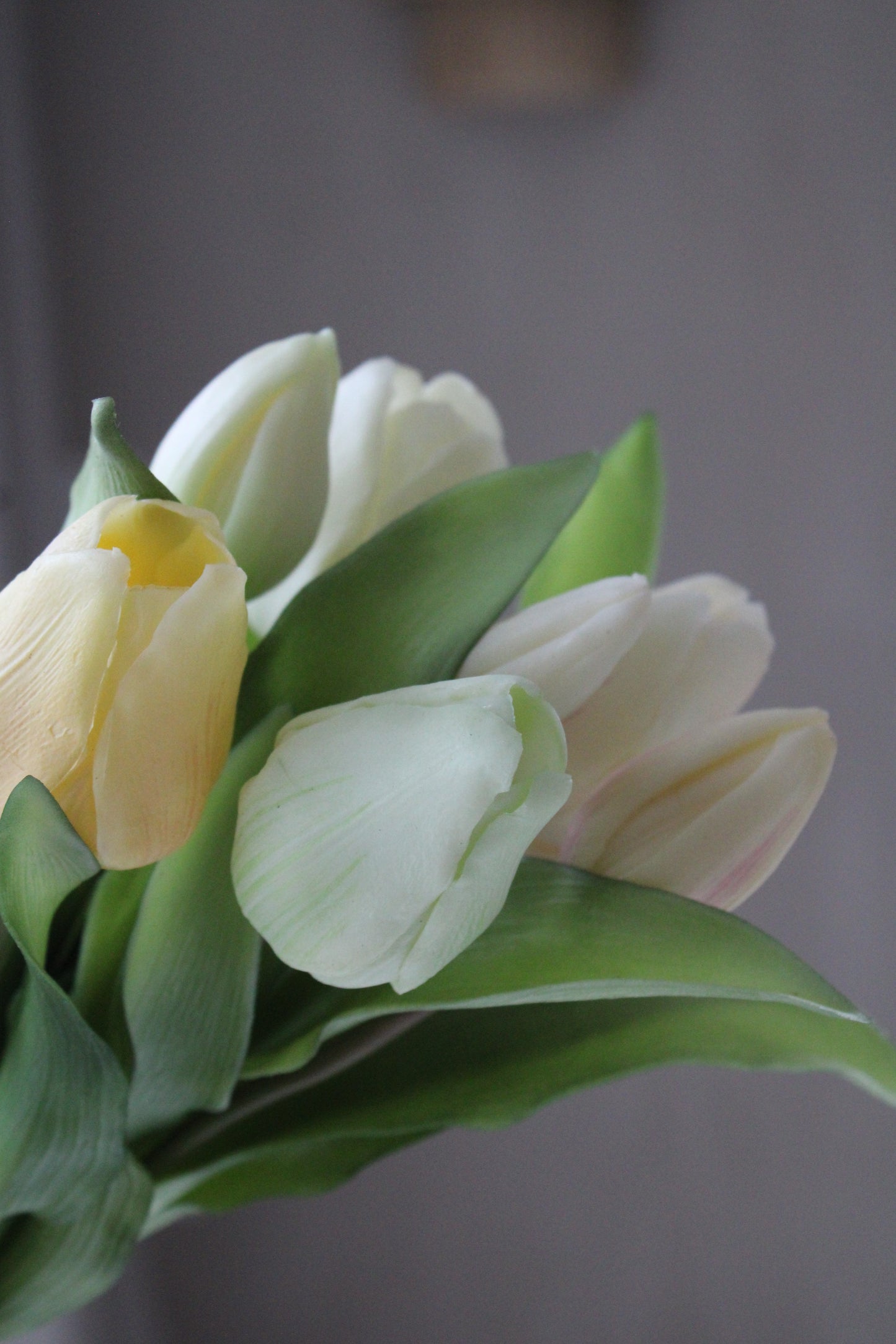 Tulpen